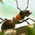 蚂蚁进化游戏