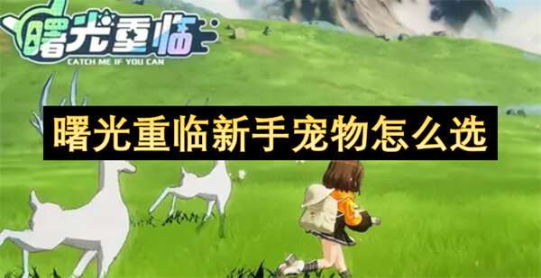 曙光重临新手宠物怎么选