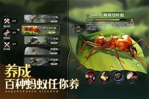 小小蚁国37官网版3