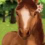 HorseHotel